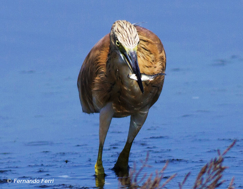 Sgarza ciuffetto - Ardeola ralloides